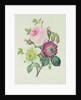 Rose, anemone and Clematide by Pierre Joseph Redouté