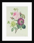 Rose, anemone and Clematide by Pierre Joseph Redouté