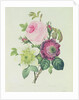 Rose, anemone and Clematide by Pierre Joseph Redouté