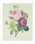 Rose, anemone and Clematide by Pierre Joseph Redouté