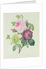 Rose, anemone and Clematide by Pierre Joseph Redouté