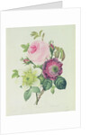 Rose, anemone and Clematide by Pierre Joseph Redouté