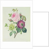 Rose, anemone and Clematide by Pierre Joseph Redouté