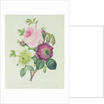 Rose, anemone and Clematide by Pierre Joseph Redouté