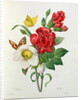Christmas Rose, Helleborus niger and Red Carnation with Butterflies by Pierre Joseph Redouté