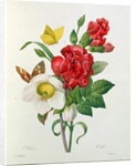 Christmas Rose, Helleborus niger and Red Carnation with Butterflies by Pierre Joseph Redouté