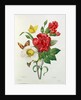 Christmas Rose, Helleborus niger and Red Carnation with Butterflies by Pierre Joseph Redouté
