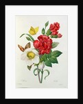 Christmas Rose, Helleborus niger and Red Carnation with Butterflies by Pierre Joseph Redouté