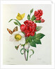 Christmas Rose, Helleborus niger and Red Carnation with Butterflies by Pierre Joseph Redouté