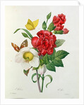 Christmas Rose, Helleborus niger and Red Carnation with Butterflies by Pierre Joseph Redouté