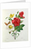 Christmas Rose, Helleborus niger and Red Carnation with Butterflies by Pierre Joseph Redouté