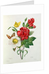 Christmas Rose, Helleborus niger and Red Carnation with Butterflies by Pierre Joseph Redouté