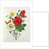 Christmas Rose, Helleborus niger and Red Carnation with Butterflies by Pierre Joseph Redouté