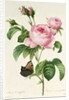 Rosa Centifolia by Pierre-Joseph Redouté
