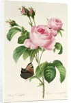 Rosa Centifolia by Pierre-Joseph Redouté
