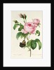 Rosa Centifolia by Pierre-Joseph Redouté