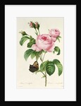 Rosa Centifolia by Pierre-Joseph Redouté