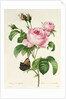 Rosa Centifolia by Pierre-Joseph Redouté