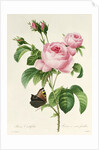 Rosa Centifolia by Pierre-Joseph Redouté