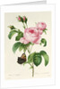 Rosa Centifolia by Pierre-Joseph Redouté