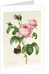 Rosa Centifolia by Pierre-Joseph Redouté