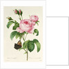 Rosa Centifolia by Pierre-Joseph Redouté