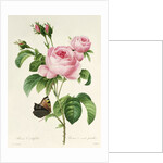 Rosa Centifolia by Pierre-Joseph Redouté