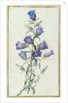 Campanula: Medium 1787 by Pierre Joseph Redouté