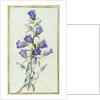 Campanula: Medium 1787 by Pierre Joseph Redouté