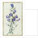 Campanula: Medium 1787 by Pierre Joseph Redouté