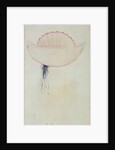 Portuguese Man-o'-War by John White