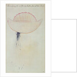 Portuguese Man-o'-War by John White