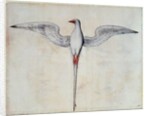 Tropic Bird by John White