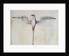Tropic Bird by John White