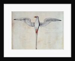 Tropic Bird by John White