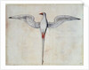 Tropic Bird by John White