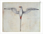 Tropic Bird by John White