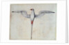 Tropic Bird by John White