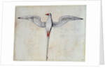 Tropic Bird by John White