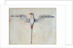 Tropic Bird by John White