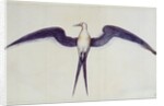 Frigate Bird by John White