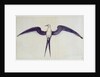 Frigate Bird by John White