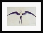 Frigate Bird by John White
