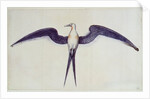 Frigate Bird by John White