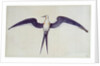Frigate Bird by John White