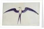 Frigate Bird by John White