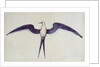 Frigate Bird by John White