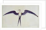 Frigate Bird by John White