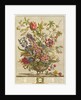 February, from `Twelve Months of Flowers' by Robert Furber by Pieter (after) Casteels