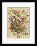 February, from `Twelve Months of Flowers' by Robert Furber by Pieter (after) Casteels